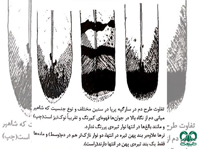 شناسایی پرنده سارگپه